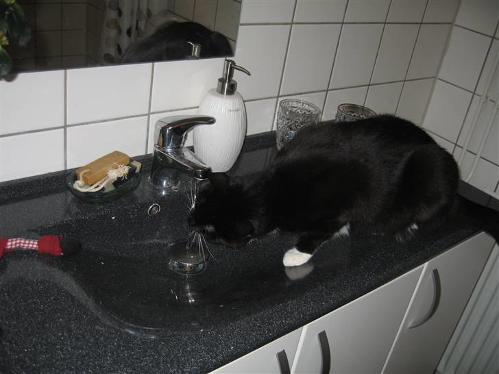 Huskat Pelle - Pelle er strid til kun at drikke af vandhanen billede 7