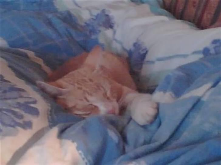 Blanding af racer Futte billede 1