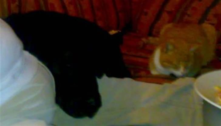 Blanding af racer Futte billede 2