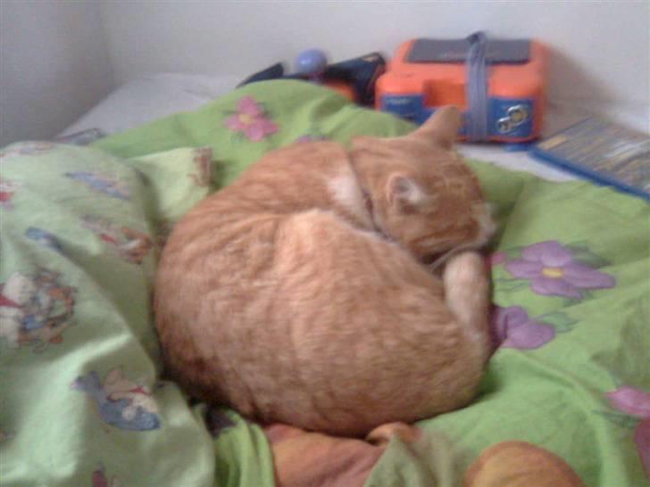 Blanding af racer Futte billede 3