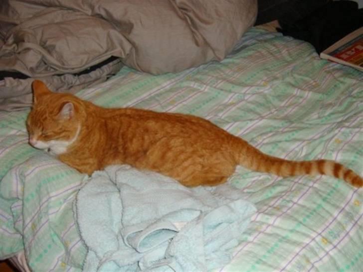 Blanding af racer Futte billede 4