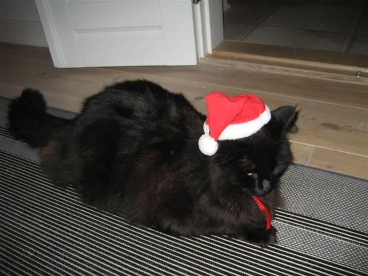 Norsk Skovkat                            Prinsesse Lotte - jul 2007, lotte spræder masser af julehygge :D billede 13