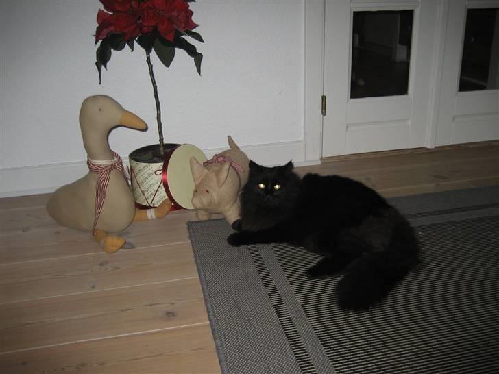 Norsk Skovkat                            Prinsesse Lotte - jah, i december får man mange nye venner :P billede 14