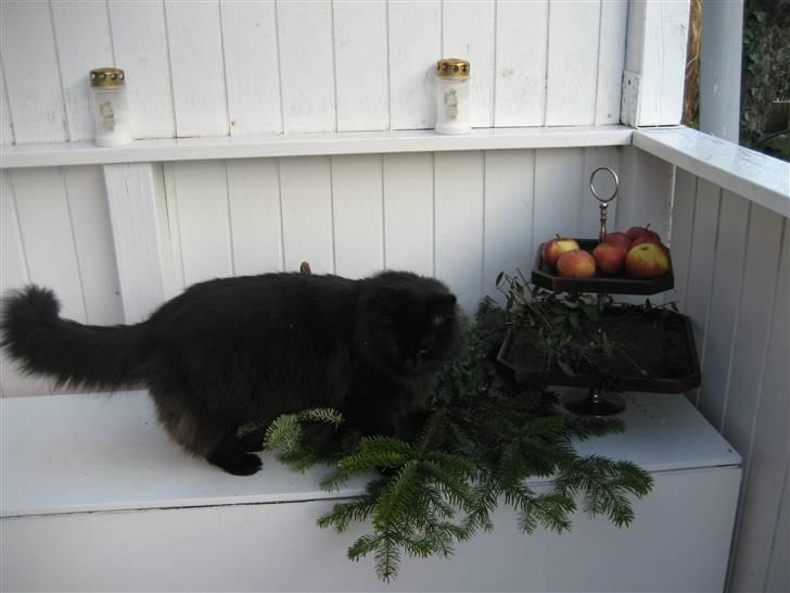 Norsk Skovkat                            Prinsesse Lotte - er det i orden at jeg venter her til fuglene kommer efter de æbler der? ;) billede 15