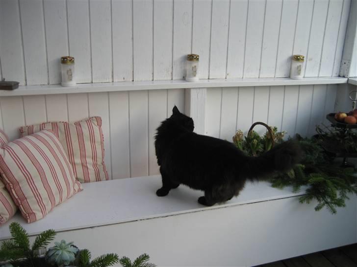 Norsk Skovkat                            Prinsesse Lotte - hov, hvad var det? :D billede 16