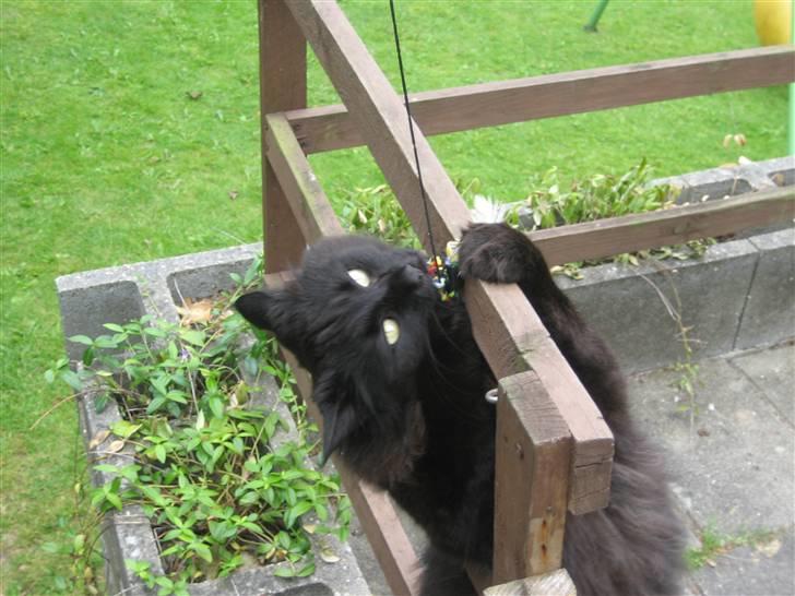 Norsk Skovkat                            Prinsesse Lotte - jeg er lækker, ved det godt :) billede 17