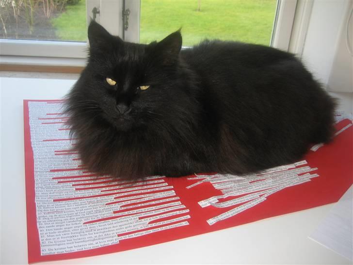 Norsk Skovkat                            Prinsesse Lotte - hvorfor lave lektier når du kan nusse med mig? :) billede 18