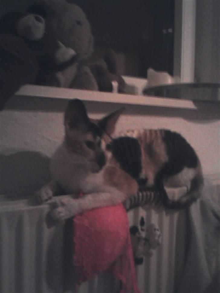 Cornish Rex Gigi R.I.P. billede 3