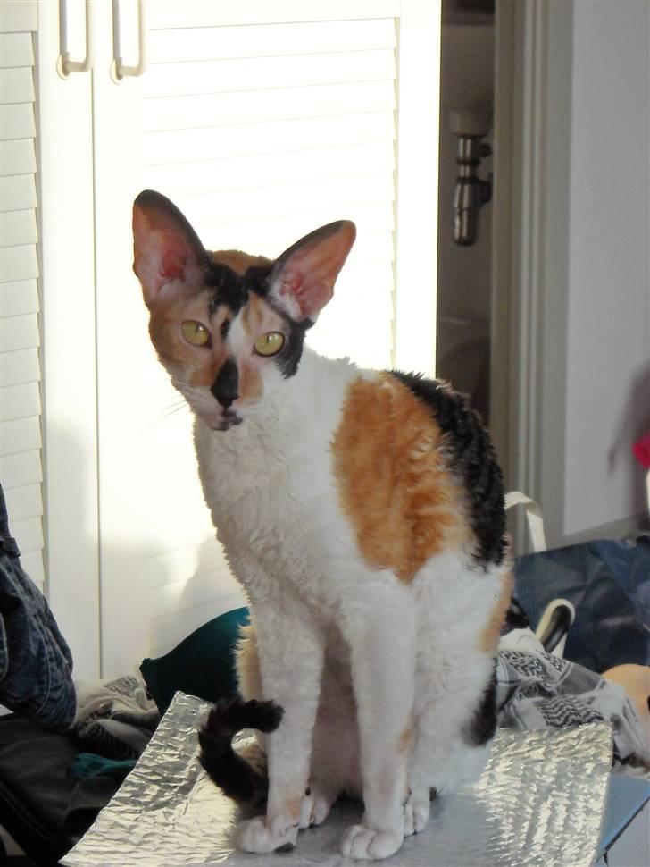 Cornish Rex Gigi R.I.P. billede 4