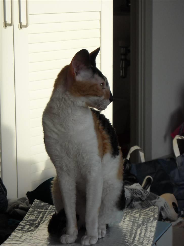 Cornish Rex Gigi R.I.P. billede 5