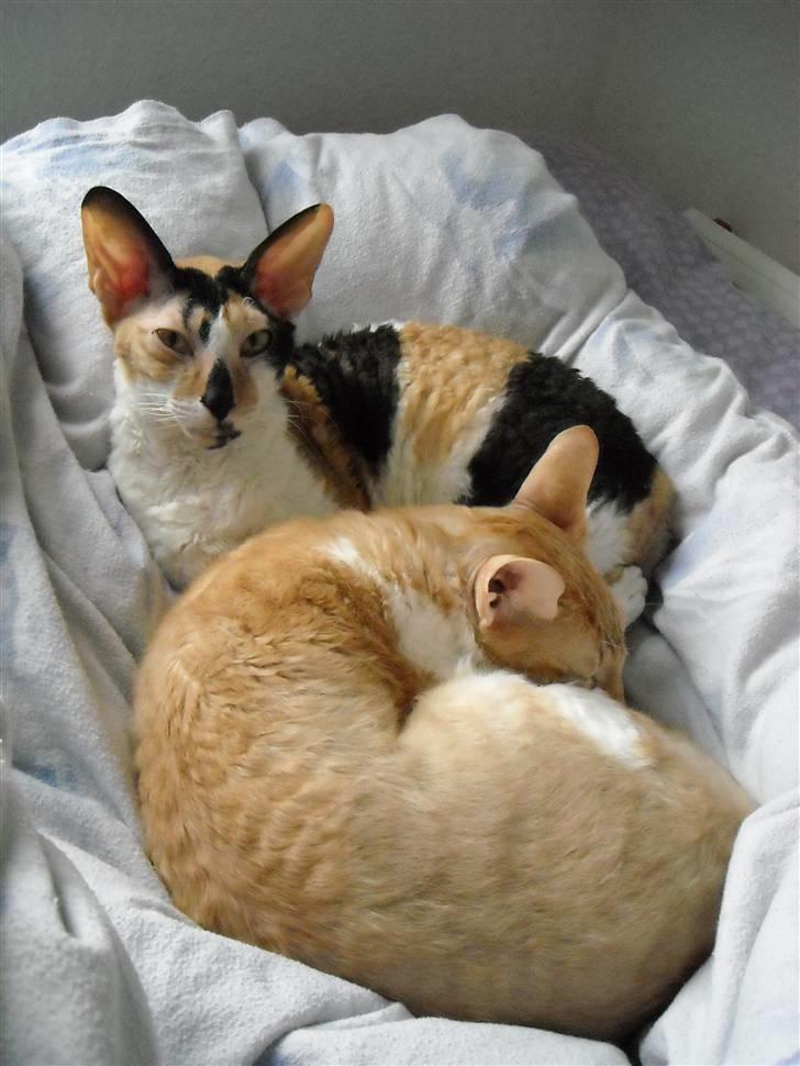 Cornish Rex Gigi R.I.P. billede 6