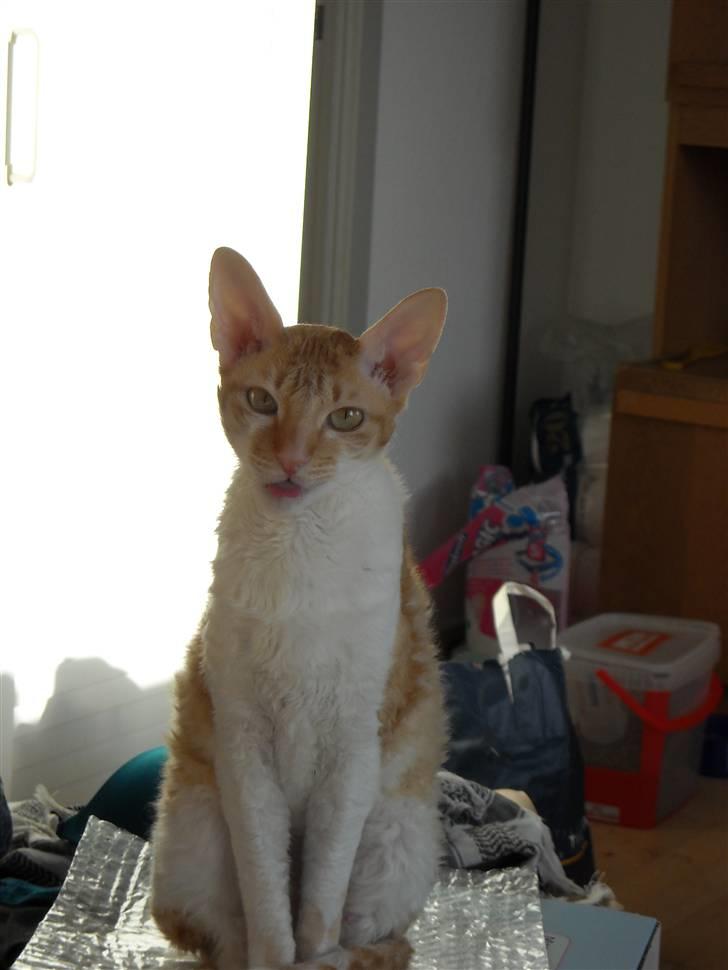 Cornish Rex Miss Nancy billede 7