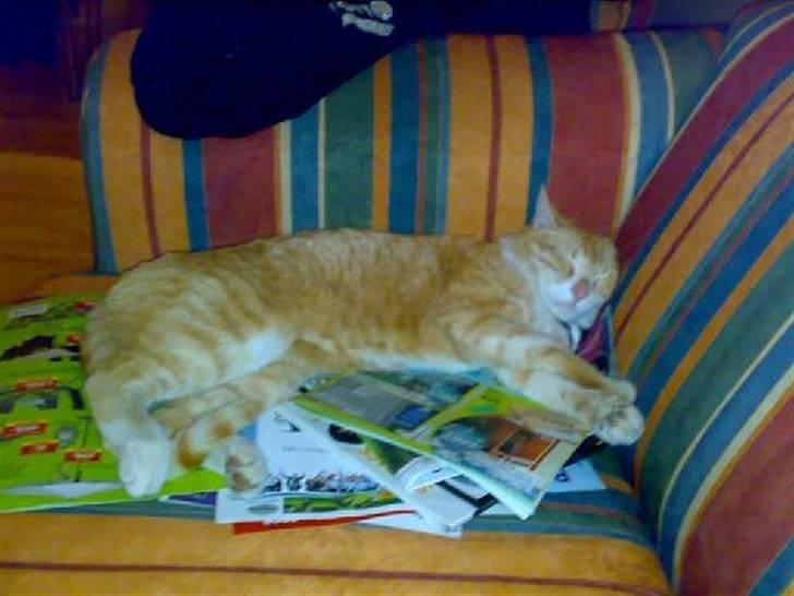 Blanding af racer Futte - Man bliver så træt af at læse reklamer.... billede 6