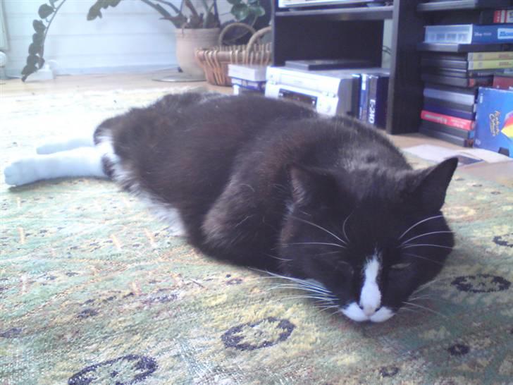 Huskat Allan billede 19