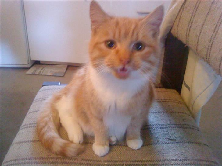 Huskat Seleri<3 (min mors) - miav er jeg ikke sød?;) billede 1