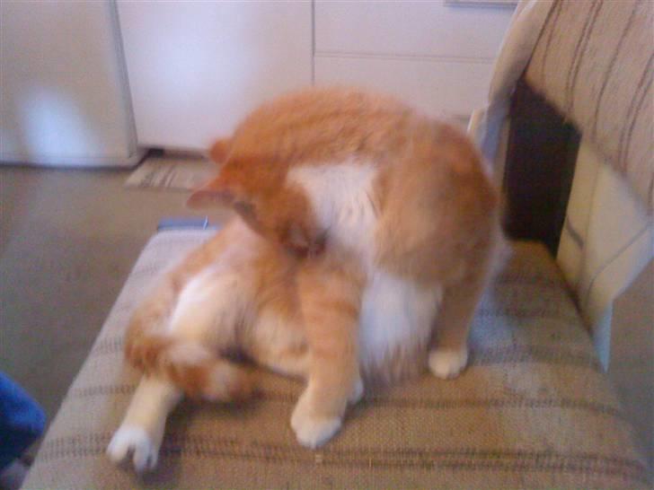 Huskat Seleri<3 (min mors) - jeg skal lige vaskes billede 2