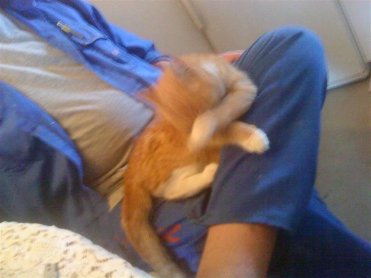 Huskat Seleri<3 (min mors) - sover hos far;) billede 3