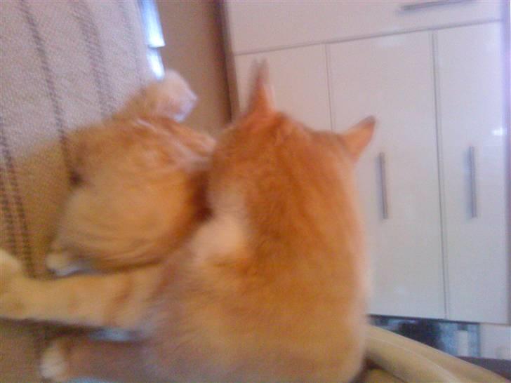 Huskat Seleri<3 (min mors) - jeg er ikke helt ren i nu billede 4