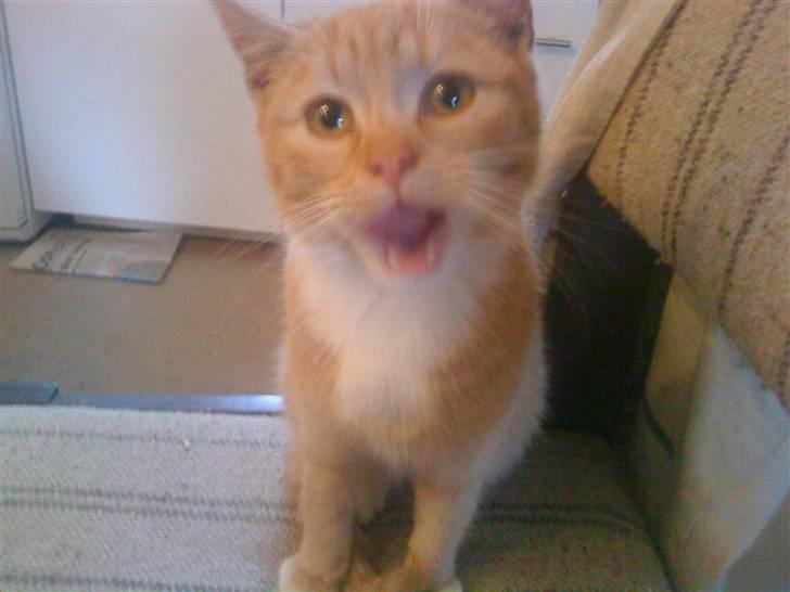 Huskat Seleri<3 (min mors) - Se mig:) billede 5