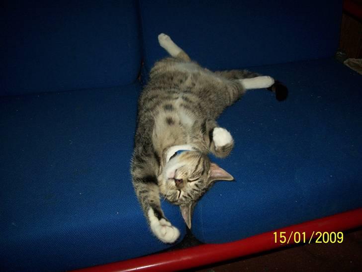 Huskat Mitti  - livet som kolonihavekat er hårdt :) billede 11