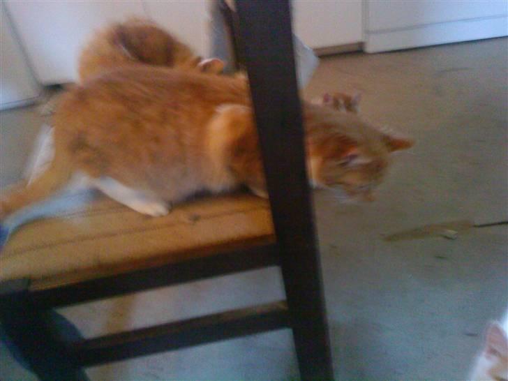 Huskat Seleri<3 (min mors) - Se hvor jeg oss ka springe billede 7