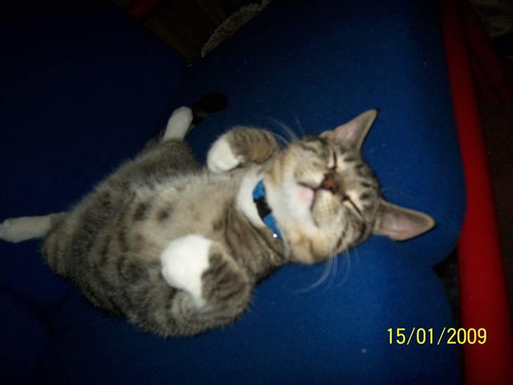 Huskat Mitti  billede 12