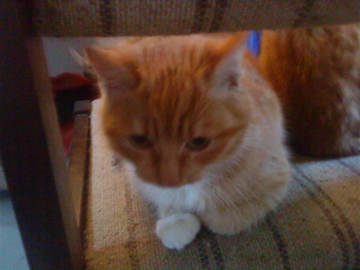 Huskat Seleri<3 (min mors) - ligger på lur(de har ikk set mig) billede 8