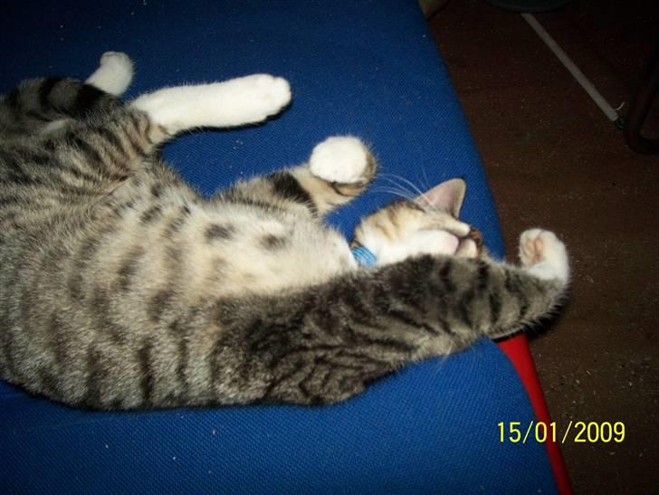 Huskat Mitti  billede 13