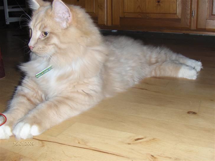 Blanding af racer MIKKEL - 6 mdr. ligger og holder øje med det hele. billede 10