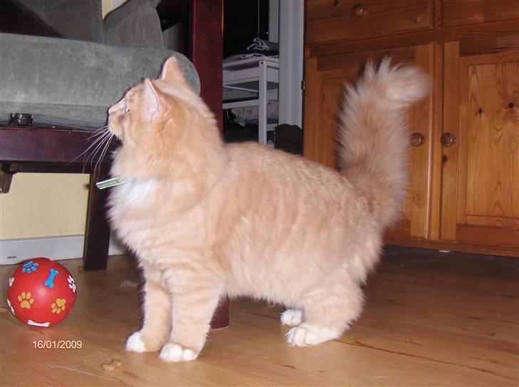 Blanding af racer MIKKEL - hvad laver du i min stol Mister  ? billede 11