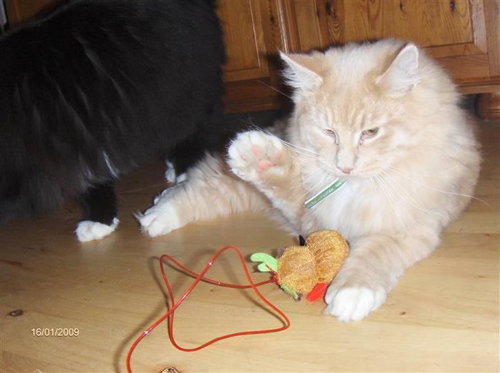 Blanding af racer MIKKEL - Det er mit legetøj. fanget billede 12