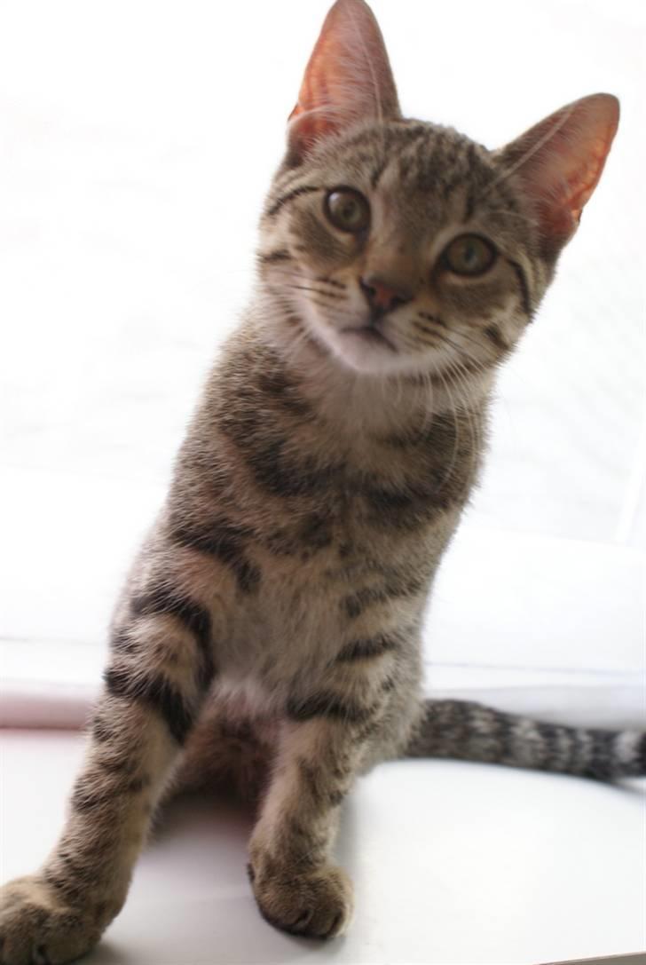 Huskat Mr. Cats billede 1