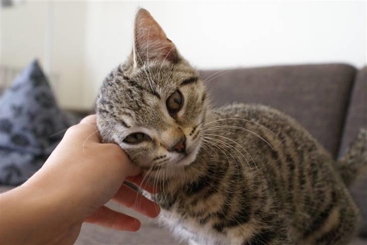 Huskat Mr. Cats billede 2