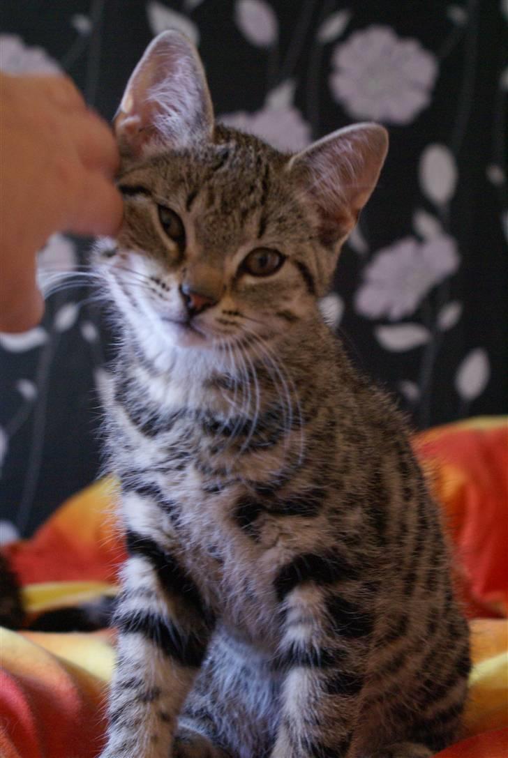 Huskat Mr. Cats billede 3