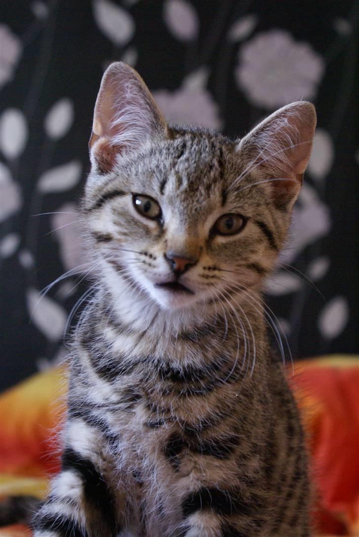 Huskat Mr. Cats billede 4