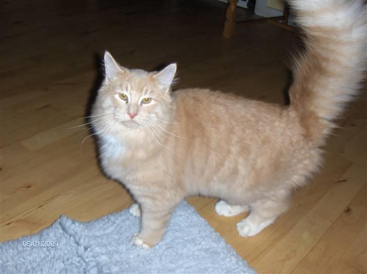 Blanding af racer MIKKEL billede 13