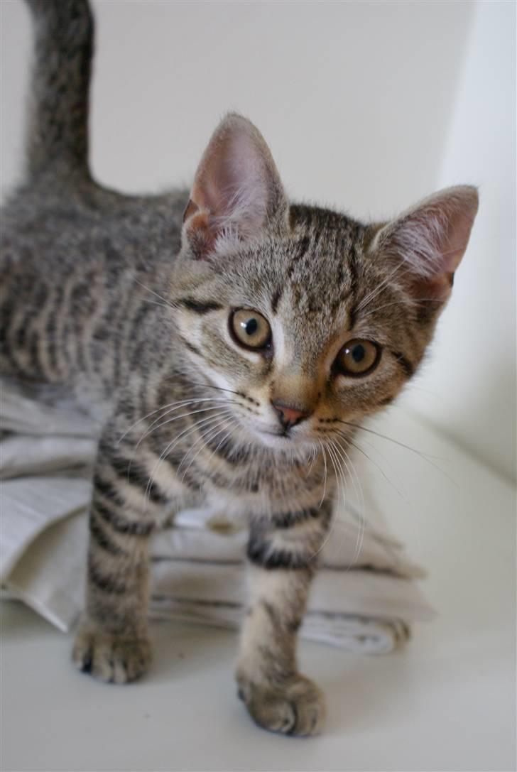 Huskat Mr. Cats billede 5