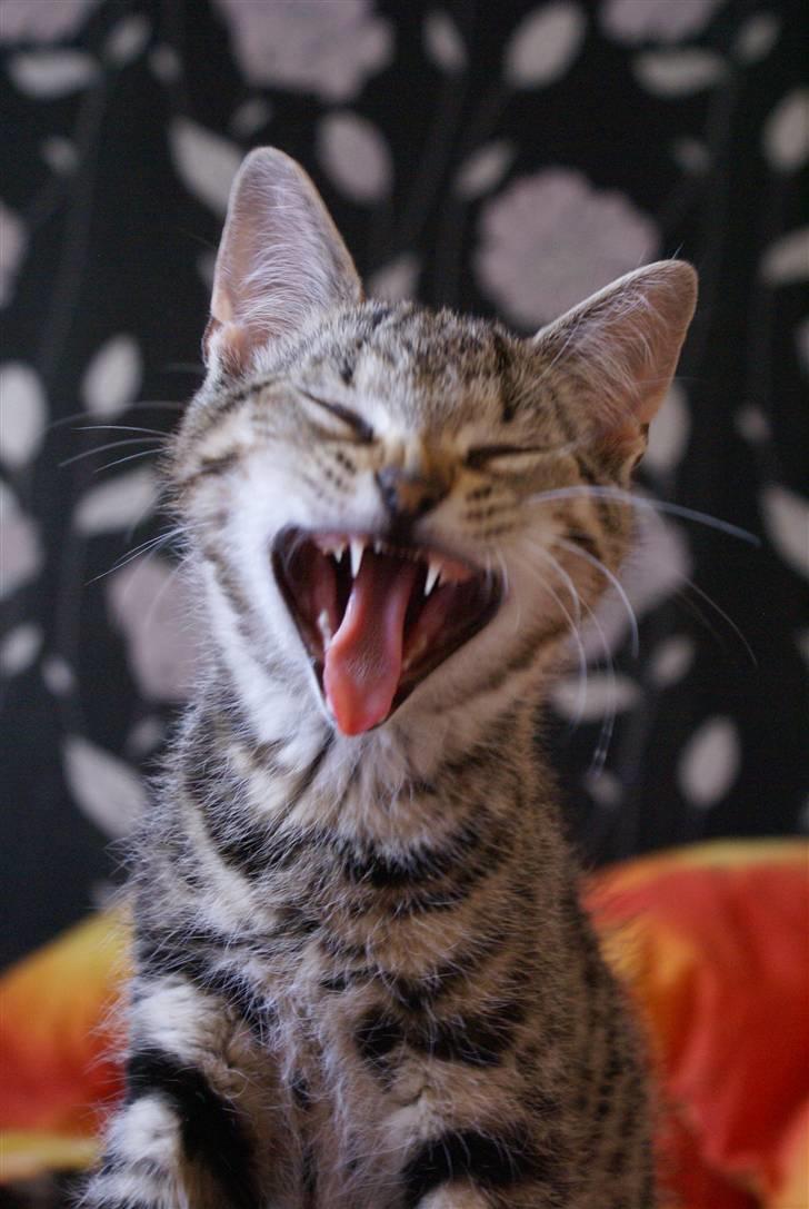 Huskat Mr. Cats billede 6