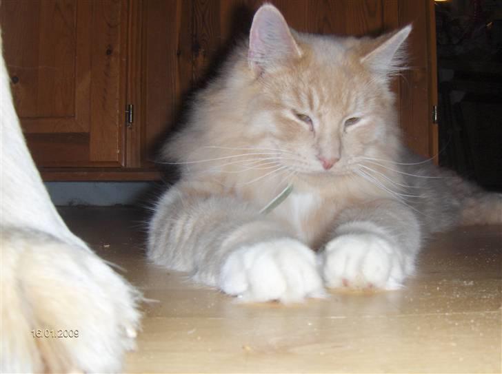 Blanding af racer MIKKEL billede 14