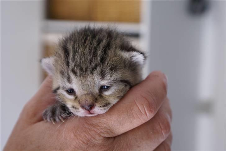 Huskat Mr. Cats billede 7