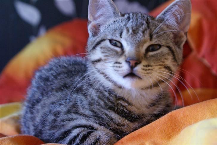 Huskat Mr. Cats billede 8