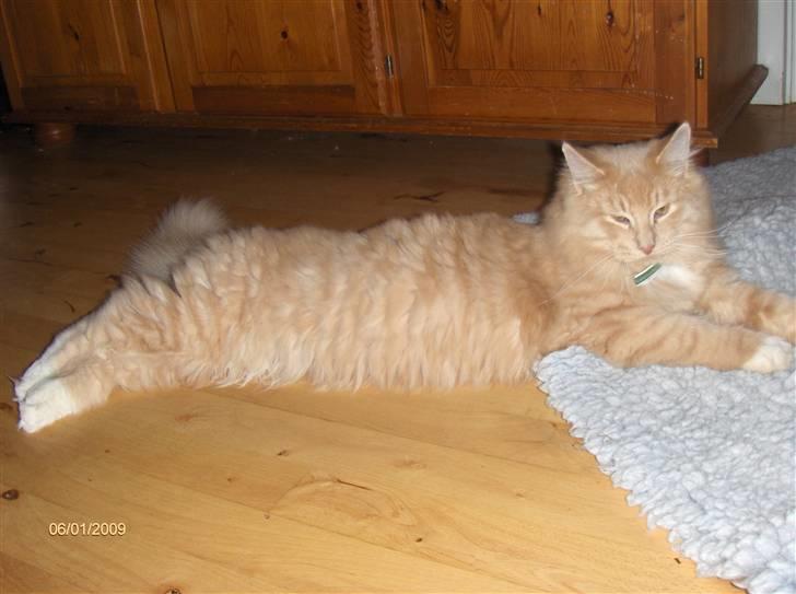 Blanding af racer MIKKEL billede 15