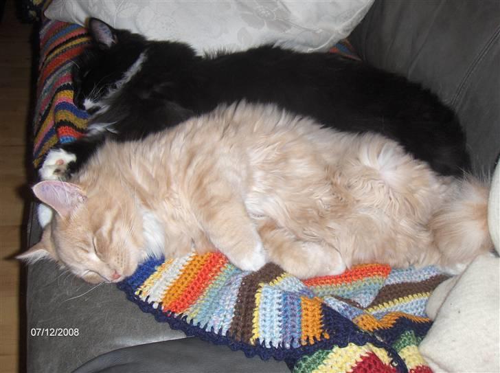 Blanding af racer MIKKEL billede 16