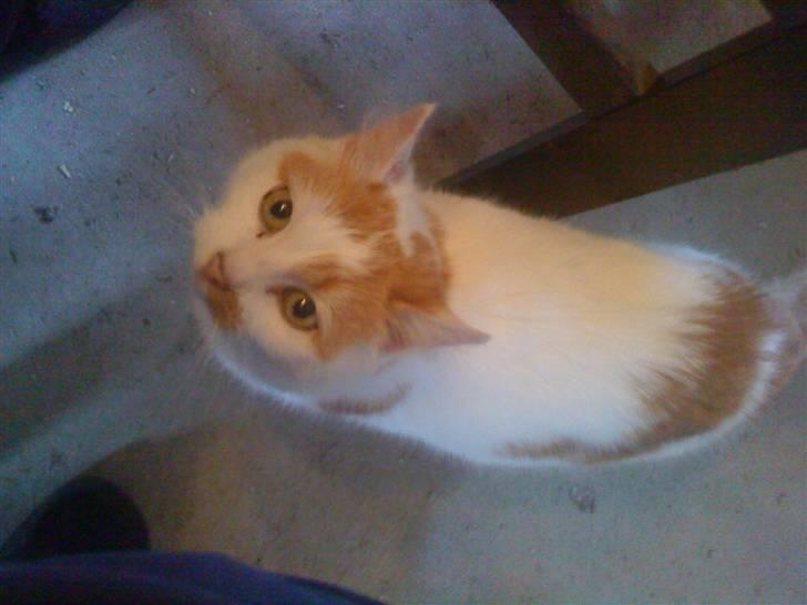 Huskat Trunte<3 - Jeg tror jeg får noget lækkert nu mmh;) billede 2