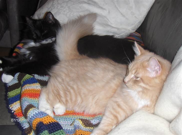 Blanding af racer MIKKEL billede 17