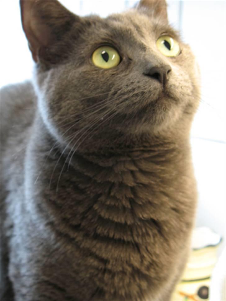 Huskat Raja billede 1