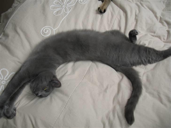 Huskat Raja billede 2