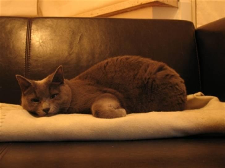 Huskat Raja billede 3