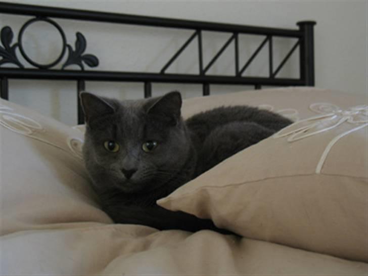 Huskat Raja billede 4