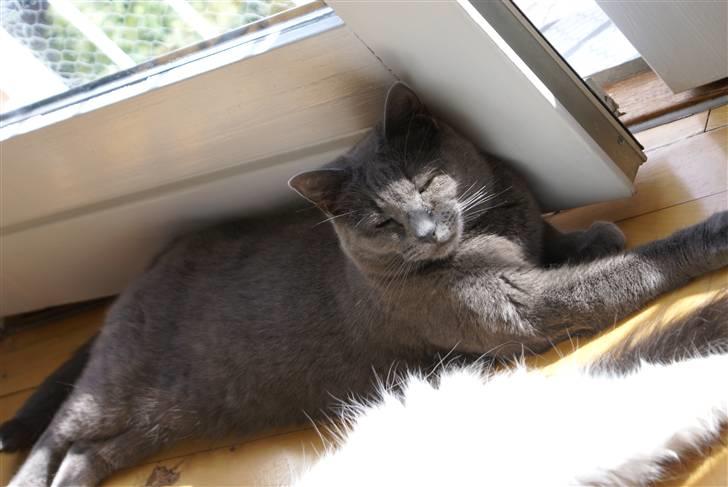 Huskat Raja billede 5